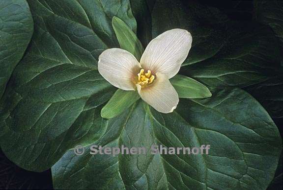 trillium albidum 1 graphic